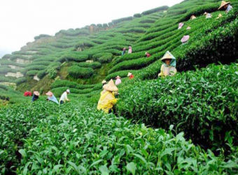  চা বাগান সম্প্রসারিত হচ্ছে