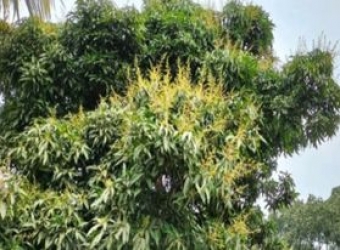 মিষ্টি সুবাস ছড়াচ্ছে আগাম আমের মুকুল।