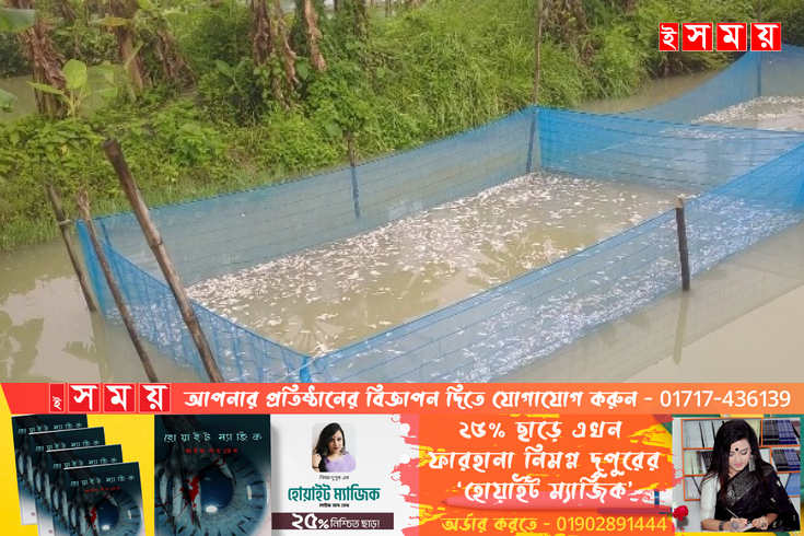 মেয়ের জামাই কর্তৃক শশুরের মাছের ঘেরে বিষ প্রয়োগ