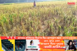কুড়িগ্রামে ধান কেটে চুরি রাতের আঁধারে, পাল্টা-পাল্টি মামলা