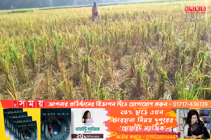 কুড়িগ্রামে ধান কেটে চুরি রাতের আঁধারে, পাল্টা-পাল্টি মামলা