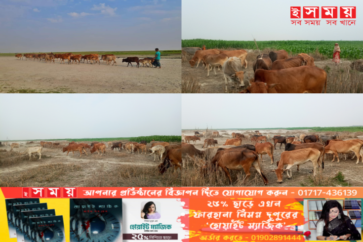 পেশা বদলাচ্ছেন ফুলছড়ির চরাঞ্চলের মানুষ