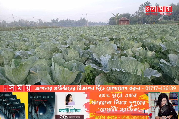 ধুনটে শীত কালীন সবজি বাঁধাকপি চাষে সফল কৃষক আজিজুল