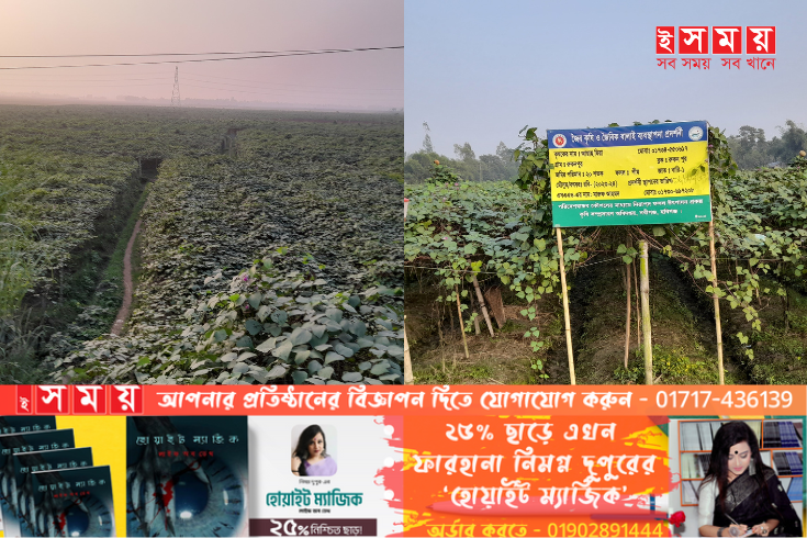 নবীগঞ্জে শিম চাষ করে স্বাবলম্বী কৃষক 