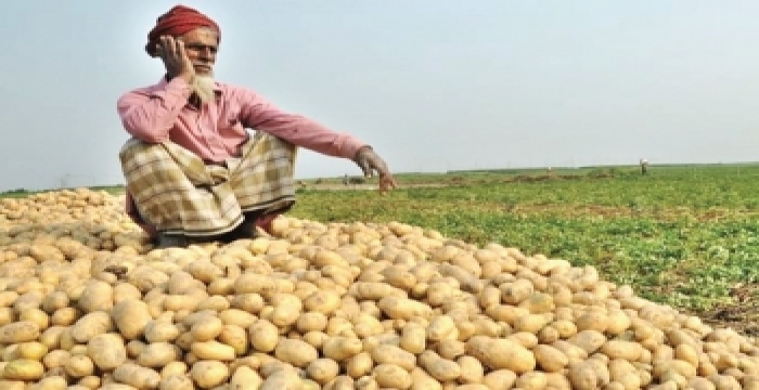 সরকার আমদানির সিদ্ধান্ত নেওয়ার পর একদিনেই প্রতি কেজি আলুর দাম ১০ টাকা কমেছে