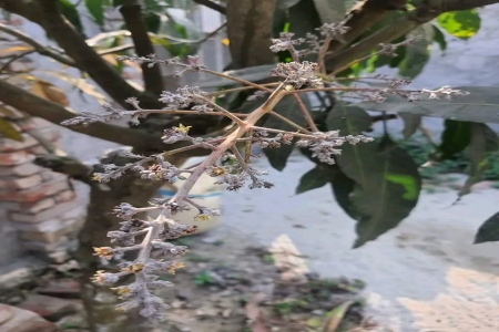আম গাছের এনথ্রাকনোজ রোগ। 