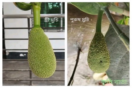কাঠালের পুরুষ মুচি ও স্ত্রী মুচি চেনার উপায়। 