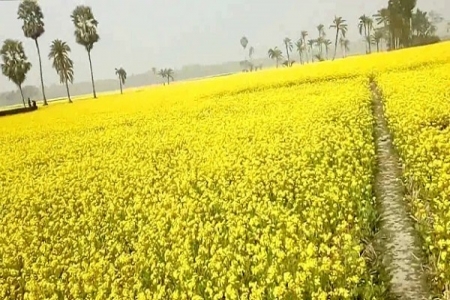 সরিষার ভালো ফলন মাদারীপুরে , তবে দাম নিয়ে শঙ্কা