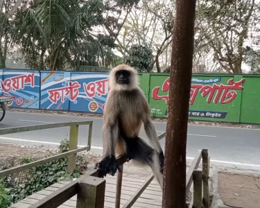 দেখা মিলছে বিরল হনুমানের।