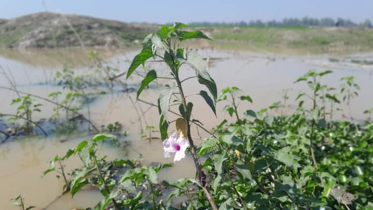 বিলুপ্তি পথে কলমি লতা মাইক ফুল