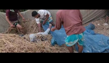 সিংগাইরে খড়ের স্তুপ থেকে পরিমল নামক এক যুবক এর অর্ধগলিত লাশ উদ্দ্বার।
