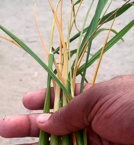 মাজরা পোকা স্থানীয় নাম (মাইন কাটা ) পোকার ১০০℅ সমাধান। 