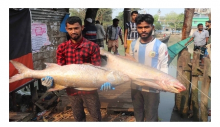 পিরোজপুরে জেলের জালে ২০ লাখ টাকার লাক্ষা মাছ