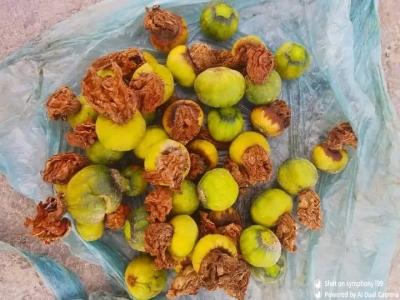 কুমড়ার ফল পচা না কড়া নষ্ট হওয়ার কারন। 