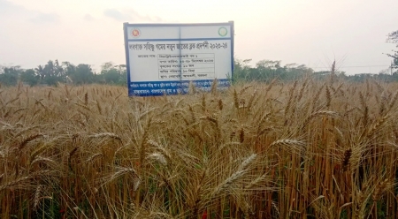 বরগুনার আমতলীতে লবণাক্ত জমিতে গম চাষে বাম্পার ফলন 