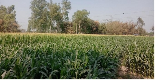 নীলফামারীতে কৃষকদের ভুট্টা চাষে বাম্পার ফলন। 