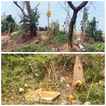 রূপগঞ্জে সরকারি গাছ কেটে নেওয়ার অভিযোগ