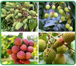 লিচুর ফল ঝরা সমস‍্যার সমাধান। 