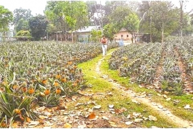 টাঙ্গাইলে মাত্রাতিরিক্ত রাসায়নিকে আগেই উঠছে আনারস