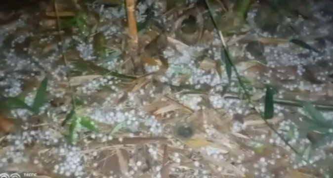  নাটোরে ঝড়ো হাওয়াসহ শিলা বৃষ্টিতে ফসলের ক্ষতির আশঙ্কা 