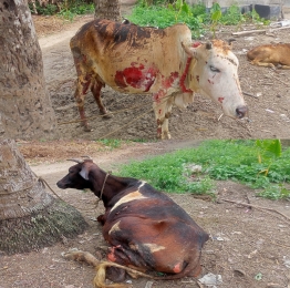 চৌগাছায় গোয়ালে আগুন দুই গরুর মৃত্যু 