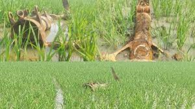 দ্বিতীয় বিশ্বযুদ্ধের বিধ্বস্ত যুদ্ধবিমান ৮২ বছর ধরে হাওড়ে!