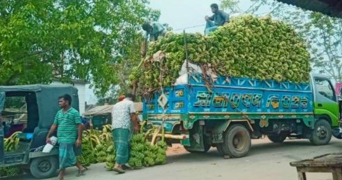 রাজস্থলীতে রমজান মাসে চাহিদা বেড়েছে কয়েকগুণ কলার দাম ।