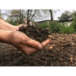 গোবর দিয়ে কম্পোস্ট সার তৈরী। 