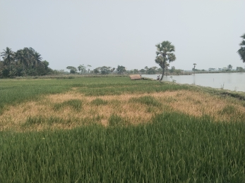 কেশবপুরে ক্ষমতার দাপটে কৃষকের ফসলি জমিতে বিষ স্প্রা করে ফসল নষ্ট 
