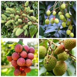 লিচুর ফল ঝরে যাওয়া সমস্যা সমাধান। 