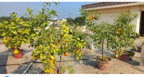 ছাদে চাষ উপযোগী গাছ ও জাত। 