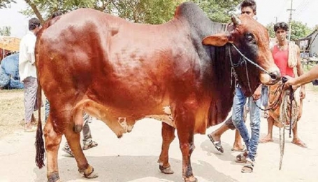 সুনামগঞ্জে গরু চোরের উৎপাত বৃদ্ধি, আতংকিত স্থানীয় জনগণ