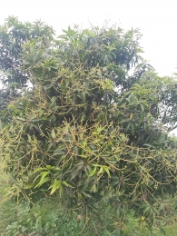 সাটুরিয়ায় তীব্র গরম ও রোদের কারনে ঝরে পরছে আমের গুটি  ঝুঁকিতে সংশ্লিষ্টরা 