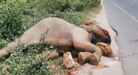 গাজীপুর এ ঢাকা-ময়মনসিংহ মহাসড়কের পাশ থেকে হাতির মৃতদেহ উদ্ধার