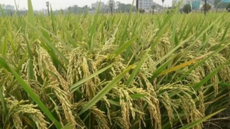হবিগঞ্জে ব্রি উদ্ভাবিত হাইব্রিড ধান ৮ এর ফলন প্রতি হেক্টরে ১৪ মেট্রিক টন