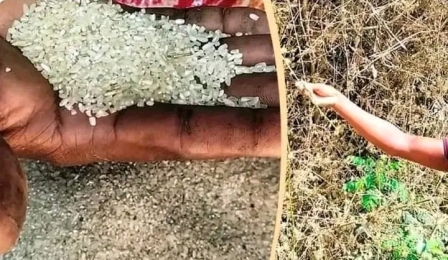 বাশঁফুল থেকে চাল উৎপাদন। 
