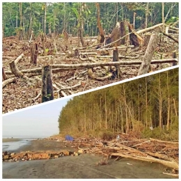 উজাড় হচ্ছে বরগুনার টেংরাগিরি বন, অস্তিত্ব রক্ষার শঙ্কায় স্থানীয়রা