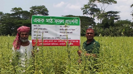 নলছিটিতে তেলবীজ বারি তিল ৪ এর বাম্পার ফলন।