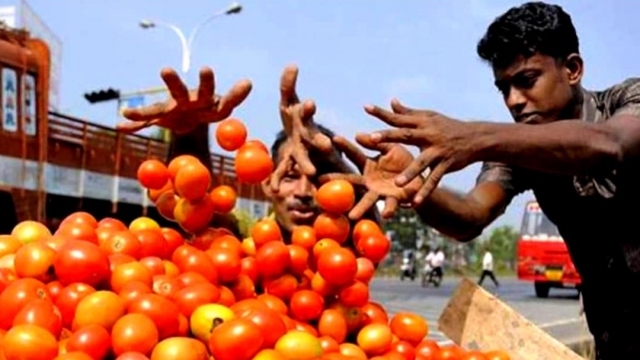 ৪ টাকার টমেটো ঢাকায় এসে হয়ে যায় ৪০-১০০ টাকা