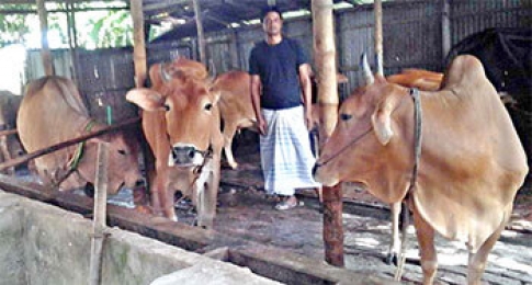 গরুকে দ্রুত মোটাতাজা করতে খাওনো হচ্ছে ব্রয়লাার খাবার,দেয়া হচ্ছে স্টেরয়েড ও হরমোন ইনজেকশন