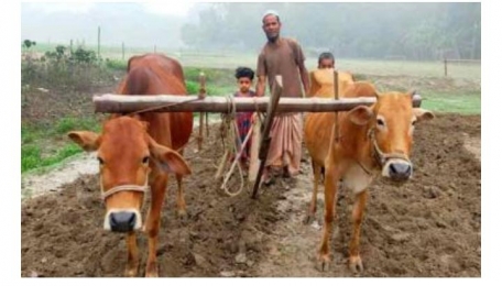 হারিয়ে যাচ্ছে গ্রাম বাংলার ঐতিহ্য গরু দিয়ে হালচাষ। 