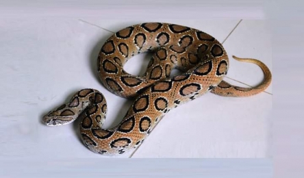 চন্দ্রবোড়া বা রাসেলস ভাইপার।