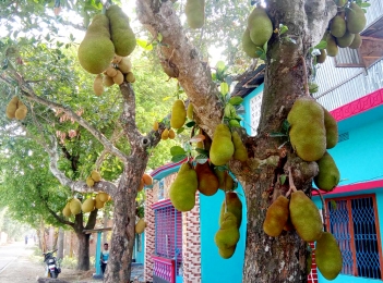 তাপপ্রবহে কাঁঠাল স্বাভাবিক বৃদ্ধি পাইনি  ফলন বিপর্যয়ের শংকায় চৌগাছার কৃষক