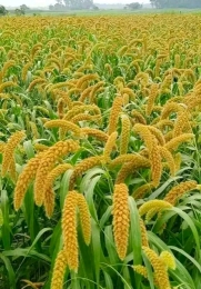 হারিয়ে যাচ্ছে গ্রাম বাংলার ঐতিহ্য কাউন চাষ। 