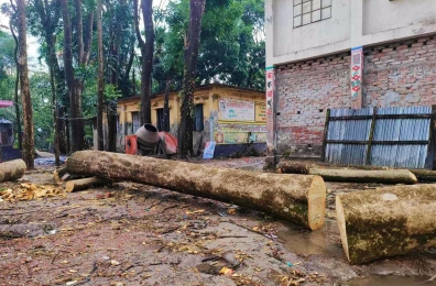 বিদ্যালয়ের প্রধান শিক্ষক ও সভাপতি মিলে টেন্ডার ছাড়া বিদ্যালয়ের গাছ বিক্রি!