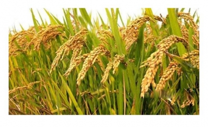 নীলফামারীতে ধানের এবার বাম্পার ফলন। 