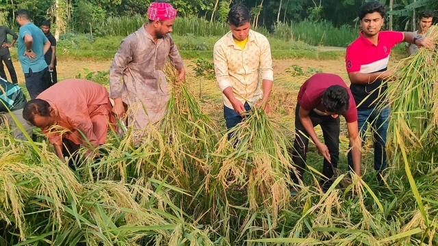 নকলাতে কৃষকের ধান কেটে দিলেন নব্য ভাইস চেয়্যারমান কনক