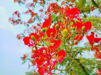 নিঠুর শহরে কোমল মনোহর 