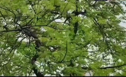 গুরুদাসপুরে ঘূর্ণিঝড় রিমালের প্রভাব 