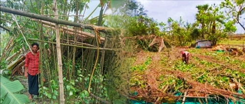 বরগুনায় কর্মহীন হয়েছেন সাড়ে তিন হাজার পান চাষী 